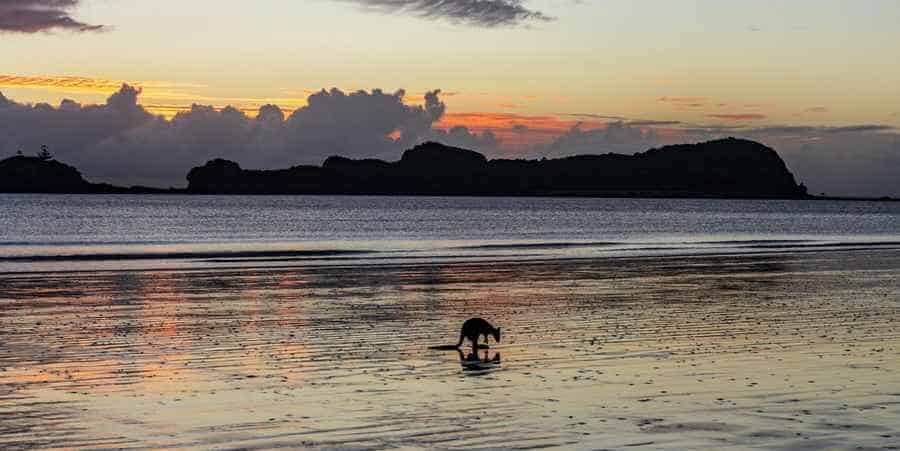 Can You Swim at Cape Hillsborough?