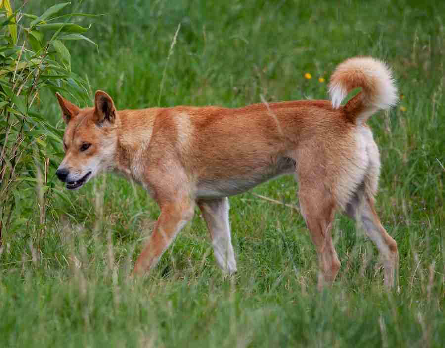 fraser island dingo