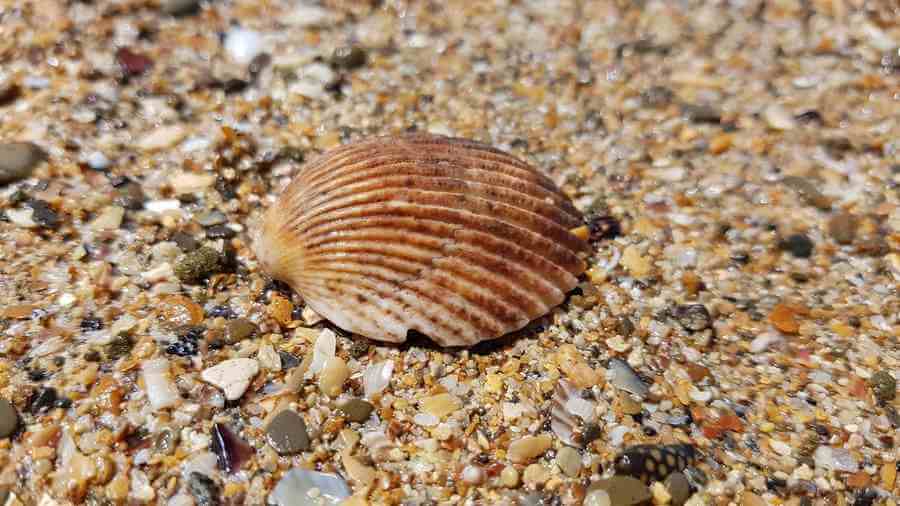 sea shells brown