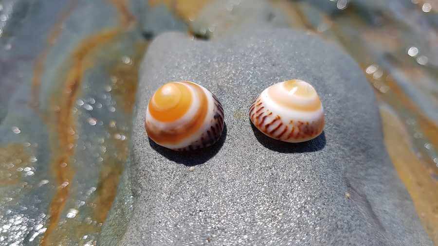 orange Shells