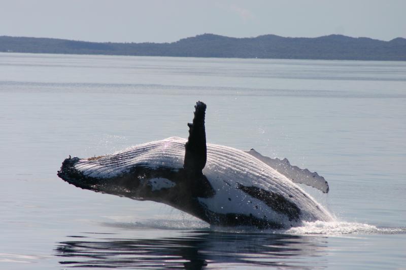 WHALE WATCHING AUSTRALIA