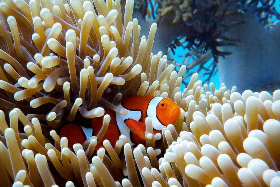 Great Barrier Reef Fish