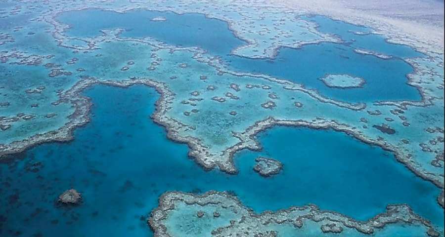 Coral Of The Great Barrier Reef 