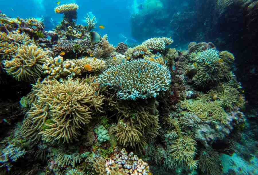 What Are Some Great Barrier Reef Coral Facts