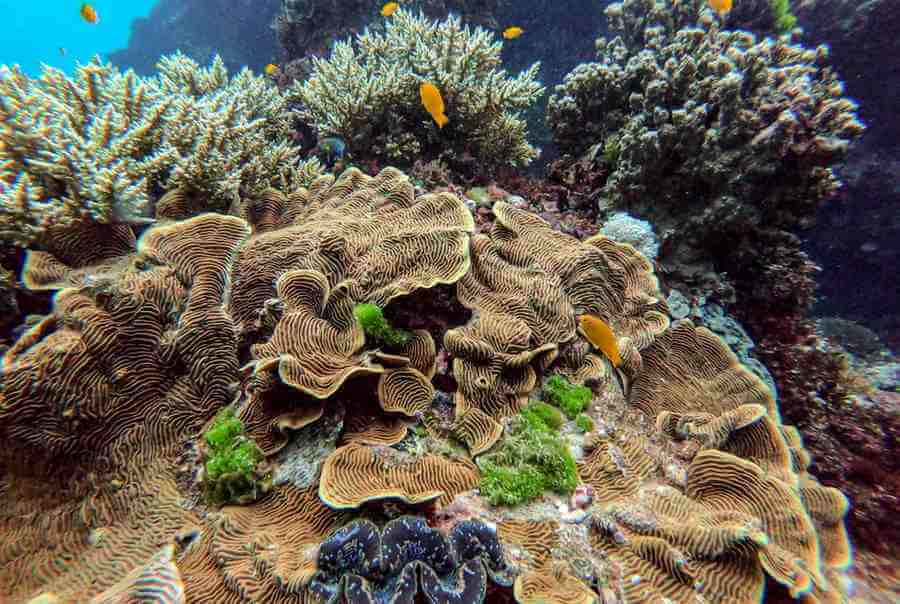 Coral Great Barrier Reef