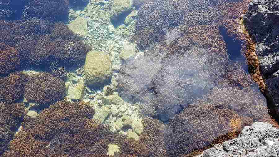 Coral Cove rock pool