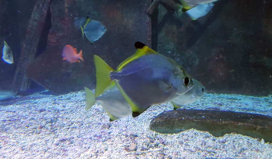 Great Barrier Reef Fish