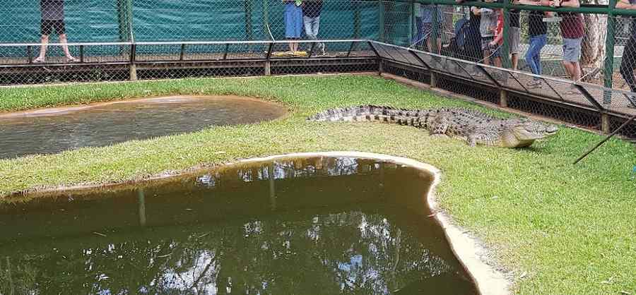 Do Crocodiles Swim In The Ocean In Australia?