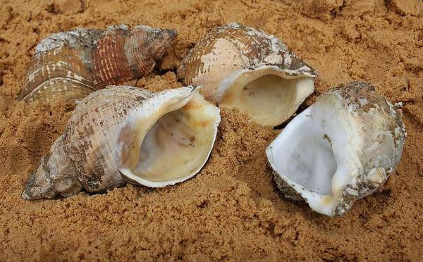 Expensive Seashells Found in Australia At The Beach