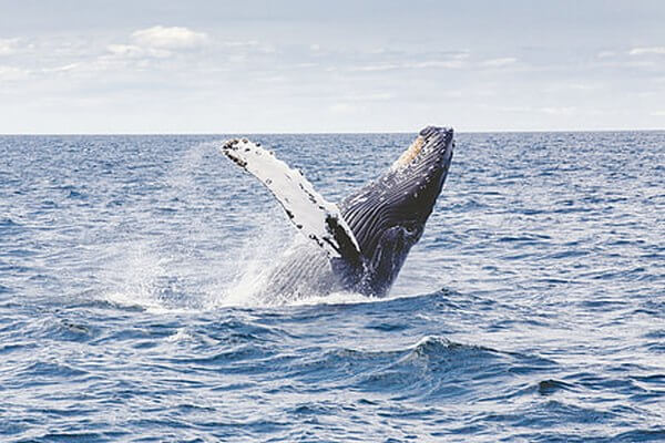 Humpback Whale photo