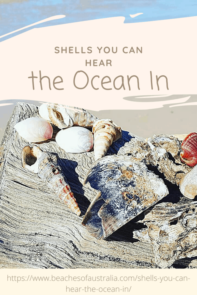 Shells You Can Hear The Ocean In