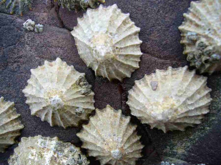 Shells That Stick To Rocks What Are They