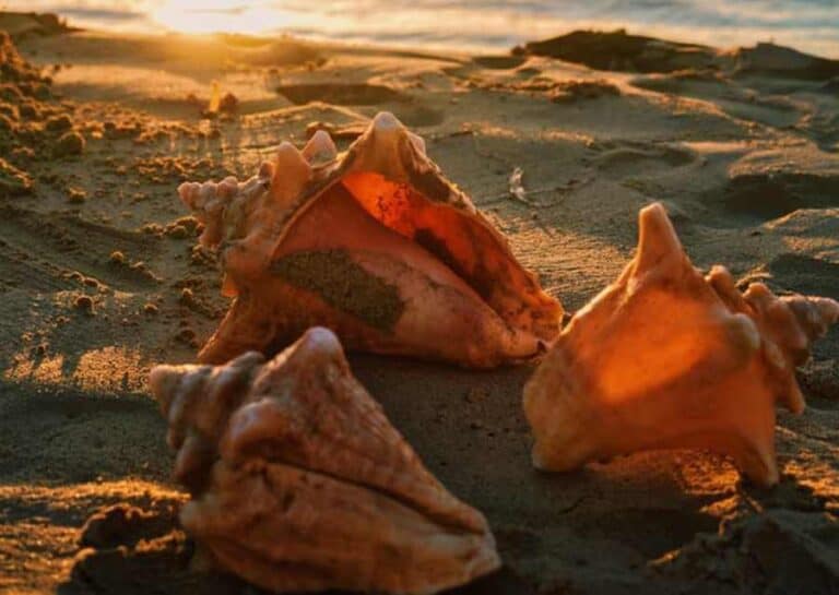 Shells You Can Hear The Ocean In