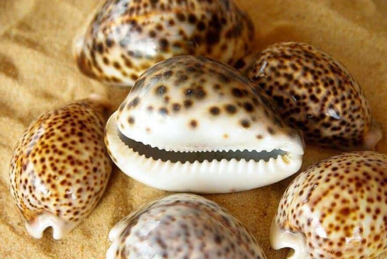 How Old Are Seashells At The Beach?