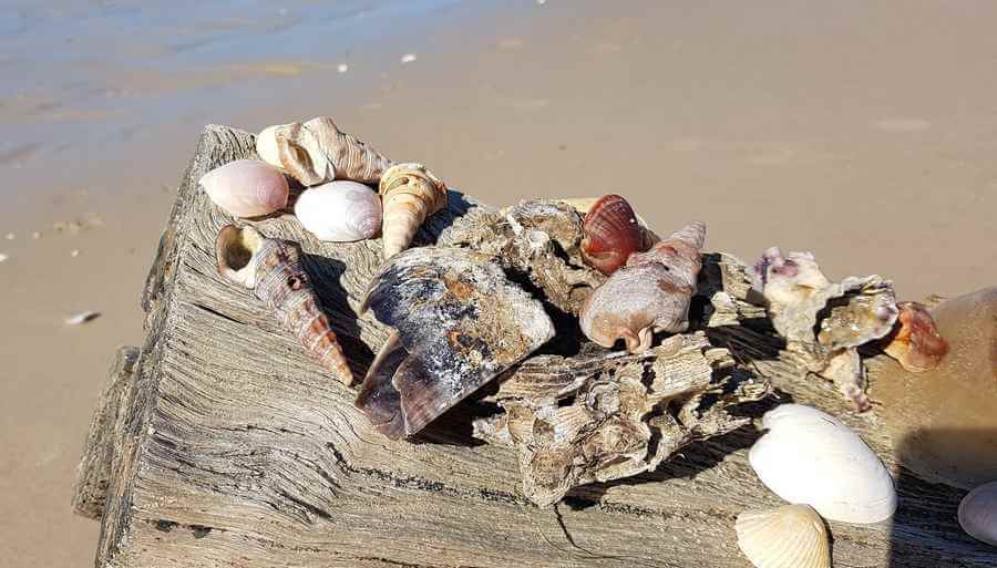 Seashells On The Beach