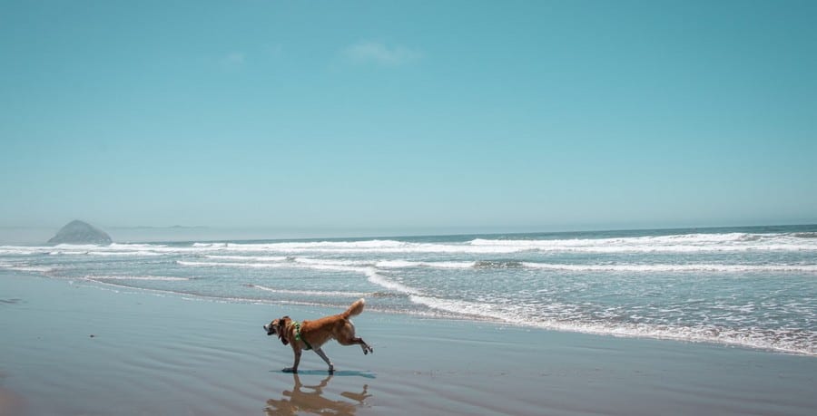 beaches for pets