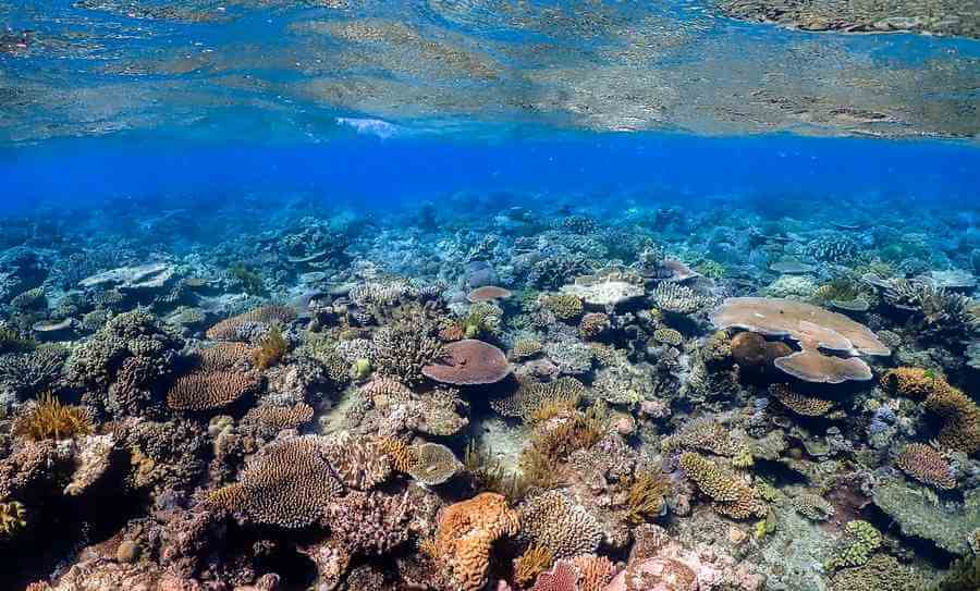 Test Your Knowledge Of The Great Barrier Reef