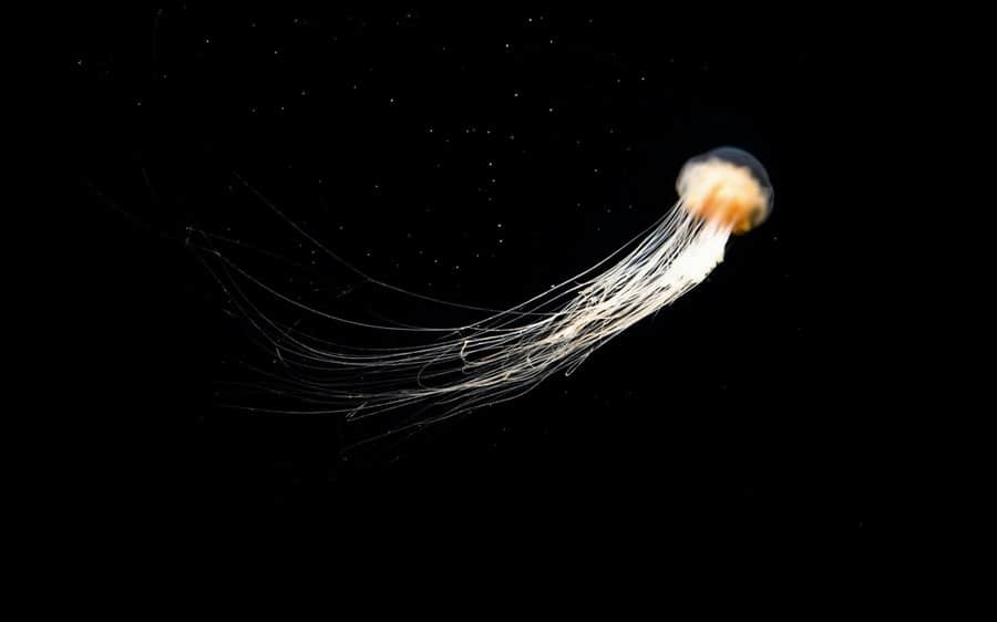 Are Jellyfish Immortal