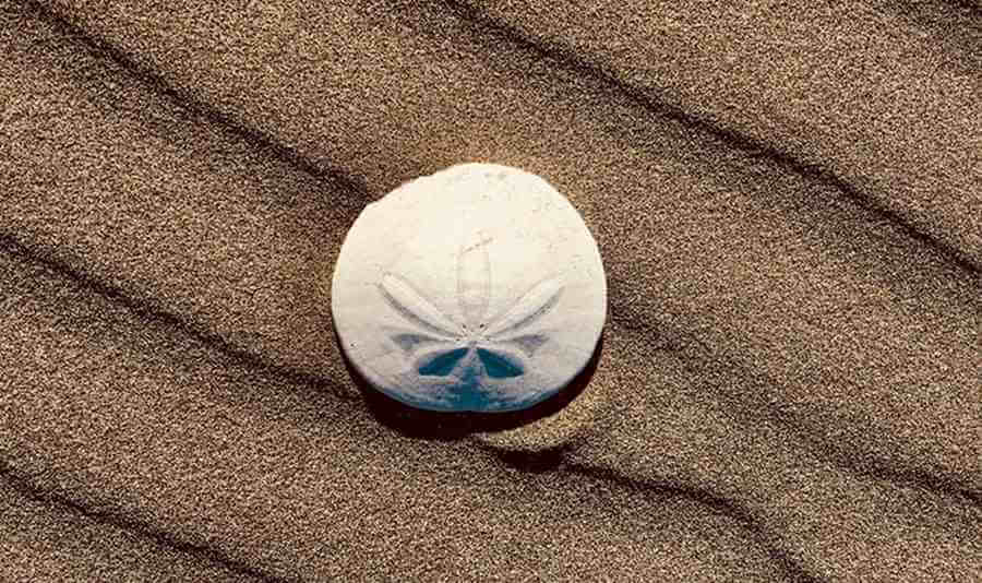 Are Sand Dollars Alive