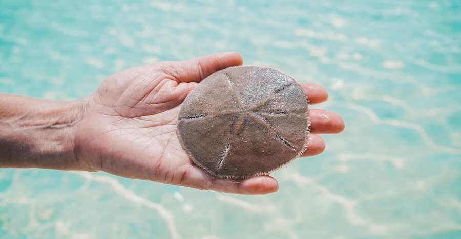 How Can You Tell How Old A Sand Dollar Is