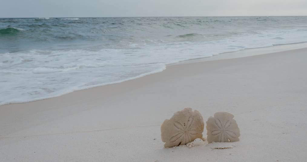 How Long Do Sand Dollars Live For