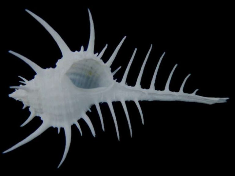 Do You know How Seashells Are Made?