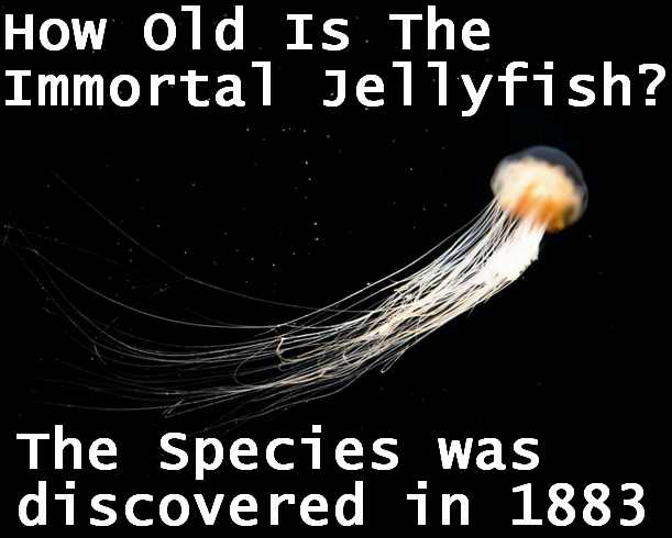 How Old Is The Immortal Jellyfish