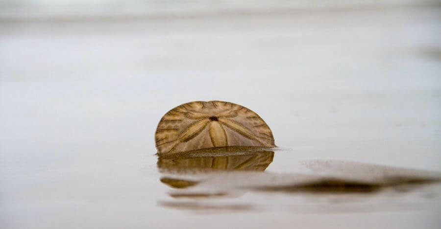 Why Do Sand Dollars Die