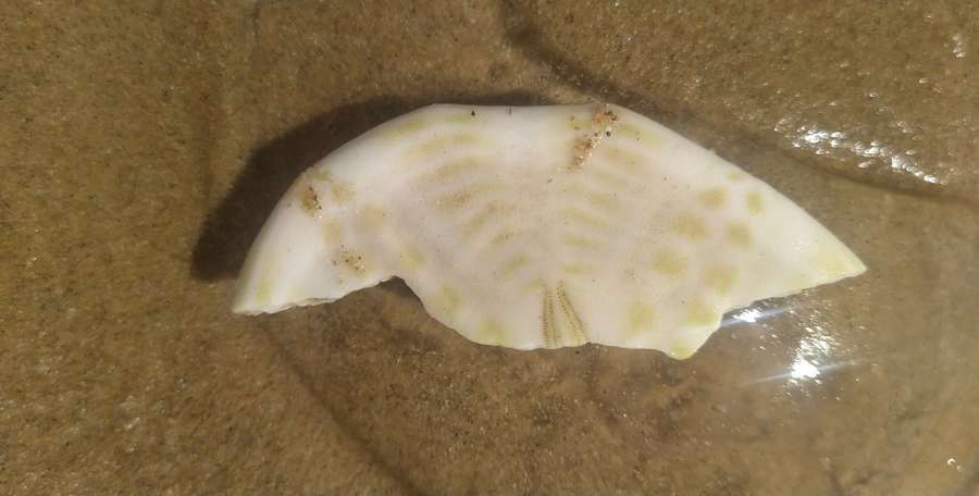 sand dollar broken on beach