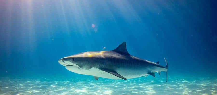 sharks on fraser island